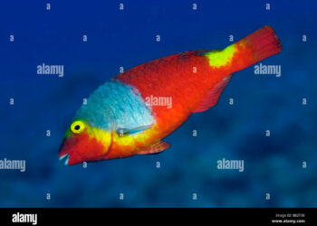 Où voir des poissons Lanzarote ?