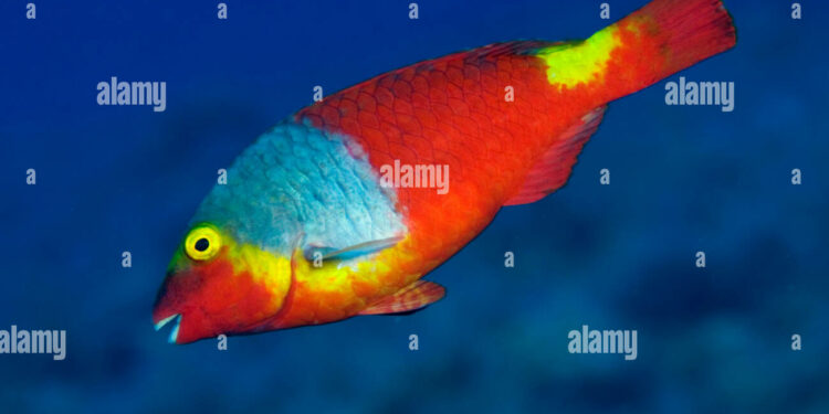 Où voir des poissons Lanzarote ?