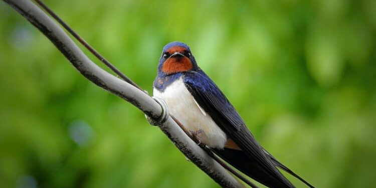 Où vont dormir les hirondelle la nuit ?
