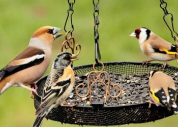 Où vont les chardonnerets au printemps ?