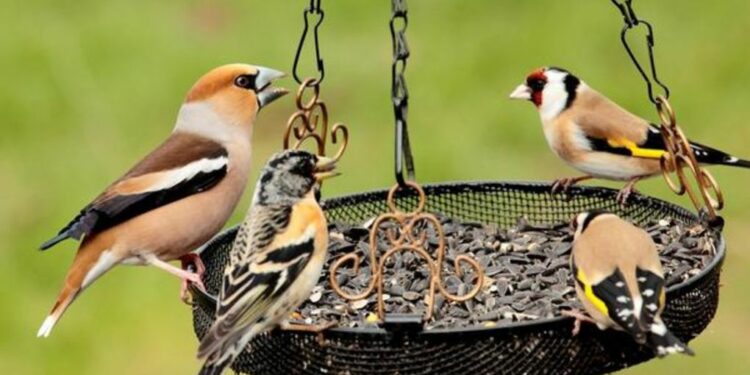 Où vont les chardonnerets au printemps ?