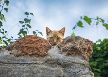 Où vont les chats qui disparaissent ?