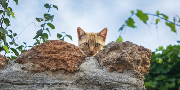 Où vont les chats qui disparaissent ?
