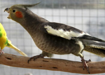 Où vont les perruches l'hiver ?