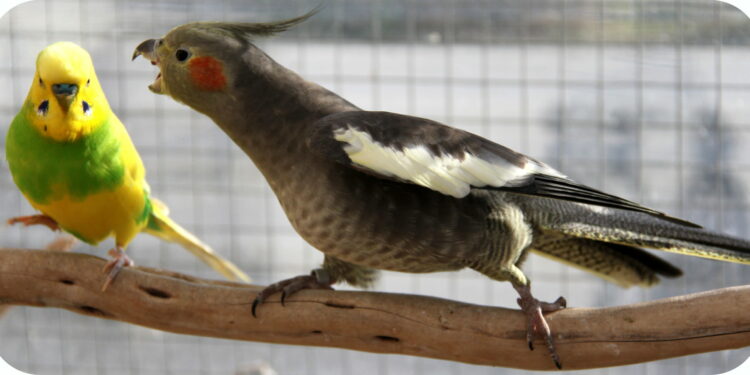 Où vont les perruches l'hiver ?