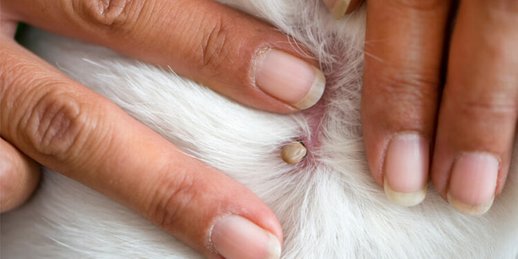 Où vont les tiques sur un chien ?