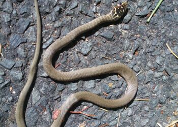 Où y A-t-il des vipères en France ?