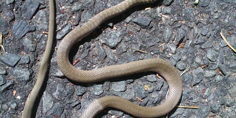 Où y A-t-il des vipères en France ?