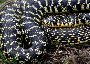 Où y A-t-il des vipères en France ?