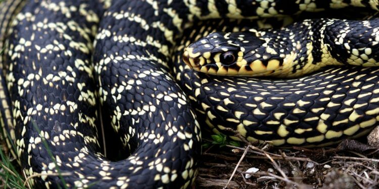 Où y A-t-il des vipères en France ?