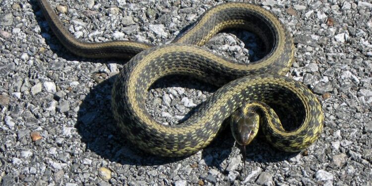 Où y A-t-il des vipères en France ?