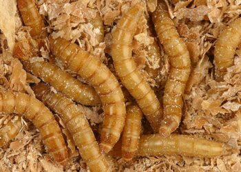 Pourquoi Elever des vers de farine ?