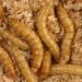 Pourquoi Elever des vers de farine ?