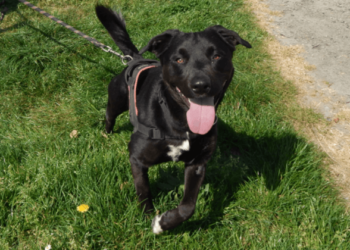 Pourquoi Rocky est ruiné ?