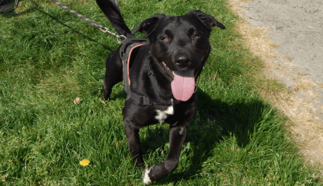 Pourquoi Rocky est ruiné ?