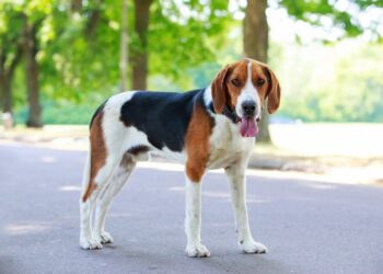 Pourquoi acheter un beagle ?