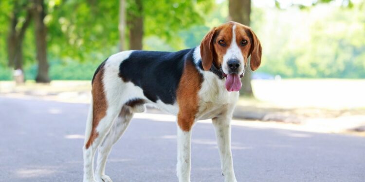 Pourquoi acheter un beagle ?