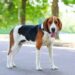 Pourquoi acheter un beagle ?
