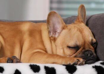 Pourquoi acheter un lit pour chien ?