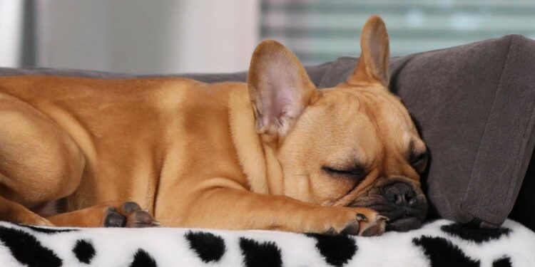 Pourquoi acheter un lit pour chien ?