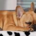 Pourquoi acheter un lit pour chien ?