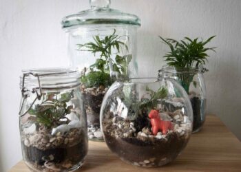 Pourquoi acheter un terrarium ?