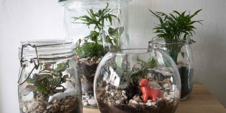 Pourquoi acheter un terrarium ?