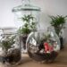 Pourquoi acheter un terrarium ?