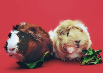 Pourquoi adopter un cochon d'Inde ?