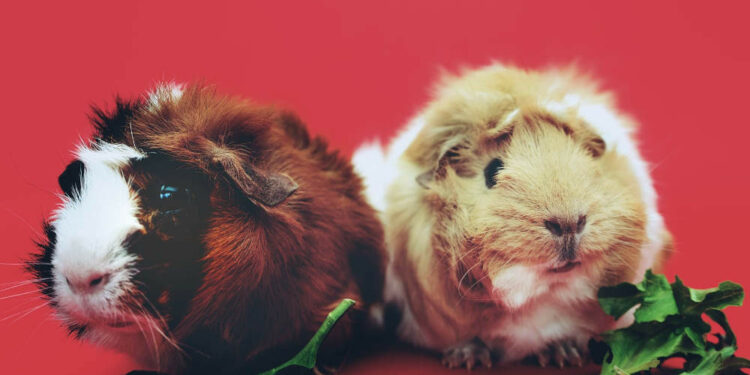 Pourquoi adopter un cochon d'Inde ?