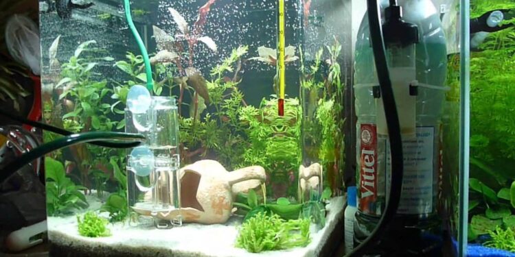 Pourquoi ajouter du CO2 aquarium ?