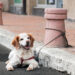 Pourquoi attacher son chien ?