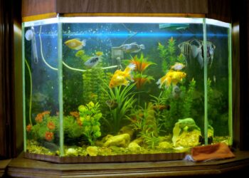 Pourquoi attendre 1 mois aquarium ?
