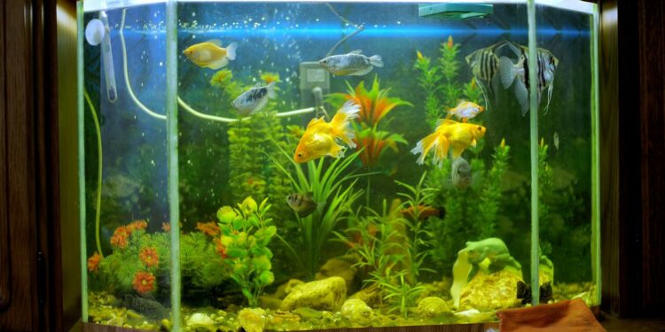 Pourquoi attendre 1 mois aquarium ?