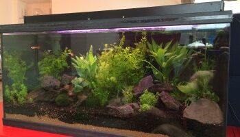 Pourquoi attendre 1 mois aquarium ?