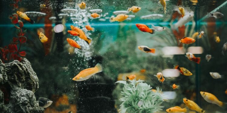 Pourquoi attendre 3 semaines pour aquarium ?