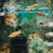 Pourquoi attendre 3 semaines pour aquarium ?