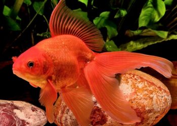 Pourquoi attendre avant de mettre poisson dans aquarium ?