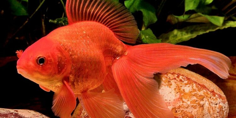 Pourquoi attendre avant de mettre poisson dans aquarium ?