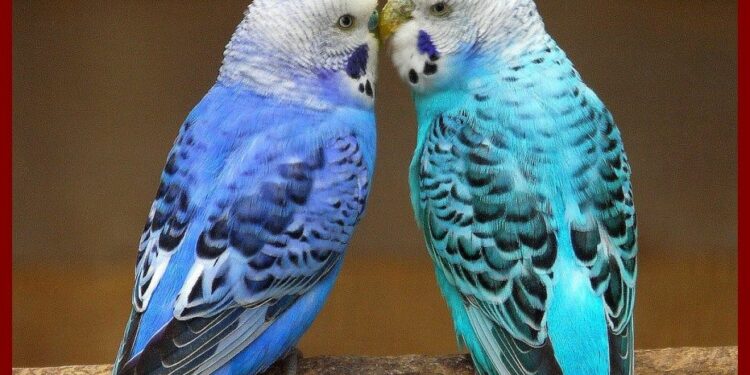 Pourquoi avoir des perruches ?
