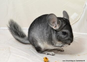 Pourquoi avoir un chinchilla ?