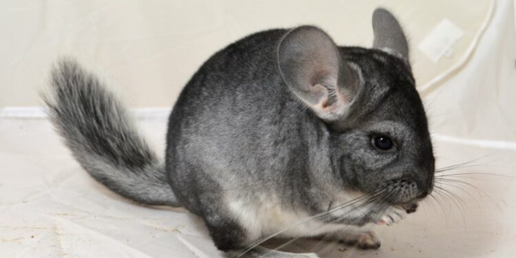 Pourquoi avoir un chinchilla ?