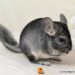 Pourquoi avoir un chinchilla ?