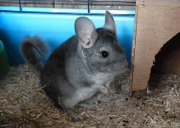 Pourquoi avoir un chinchilla ?