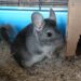 Pourquoi avoir un chinchilla ?