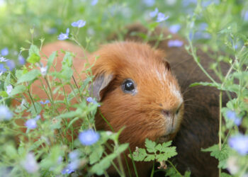 Pourquoi avoir un cochon d'Inde ?
