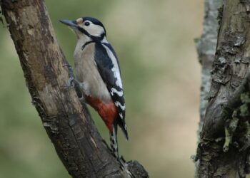 Pourquoi avoir un oiseau ?