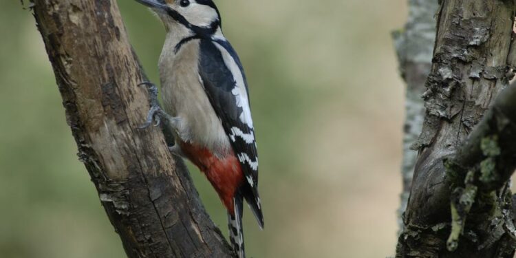 Pourquoi avoir un oiseau ?