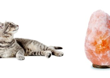 Pourquoi avoir une lampe de sel chez soi ?