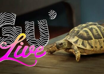 Pourquoi avoir une tortue dans son jardin ?